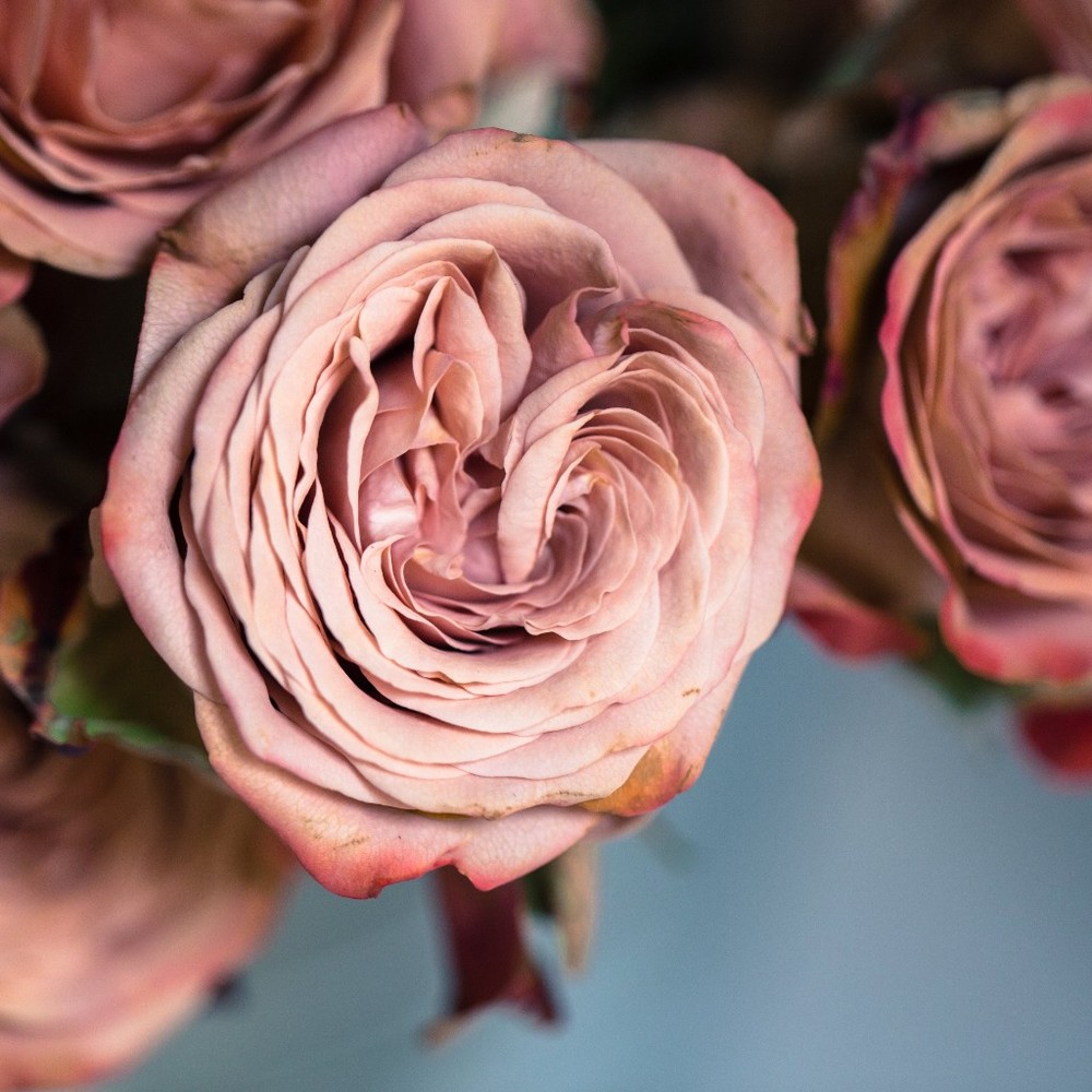 Meet your Posher, Sapphire